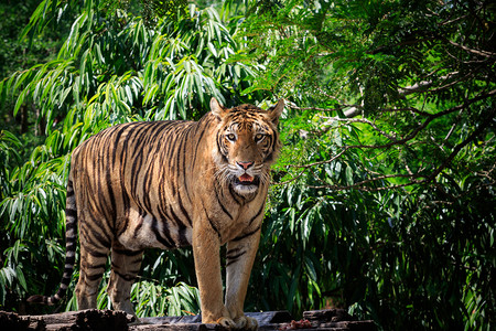 老虎脸摄影照片_孟加拉虎的脸和全身在野外接近