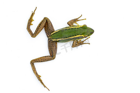 稻田绿蛙或绿稻田蛙 (Rana erythr) 的形象