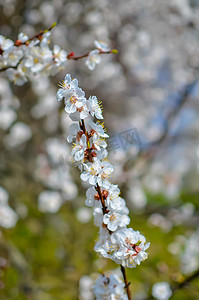 杏花瓣摄影照片_杏树花，柔和的焦点。