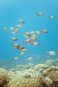 毛里求斯 - 非洲 - 鱼群