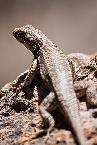 新墨西哥州岩石上的沙漠蜥蜴
