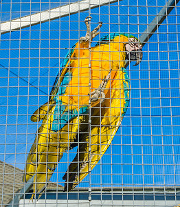 一只挂在笼子围栏上的彩色金刚鹦鹉的特写鸟像