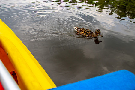 鸭子在拉脱维亚的河里游泳