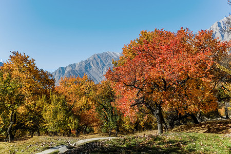 山摄影照片_罕萨山谷秋天的五颜六色的树叶与山和蓝天