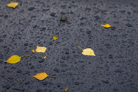 秋天雨天，一辆黑色汽车的表面有黄桦叶 — 选择性聚焦，特写模糊
