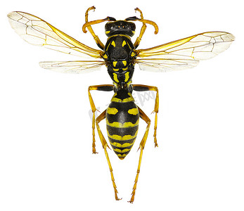 白色背景上的欧洲纸黄蜂 - Polistes dominula（基督，1791 年）