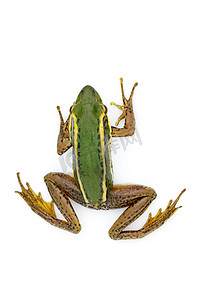 稻田绿蛙或绿稻田蛙 (Rana erythr) 的形象
