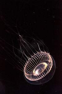 水晶水母 Aequorea victoria 是一种生物发光的水生动物