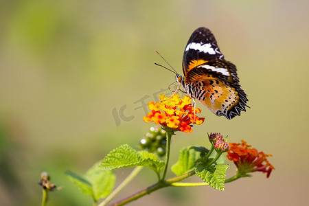 蝴蝶在自然背景下的花朵上的形象。 