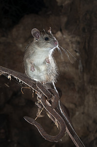 旧干草堆中的黑鼠或田鼠肖像，Rattus rattu