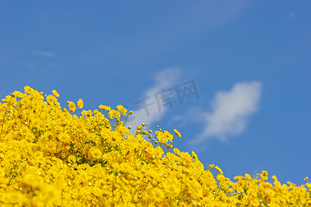 菊花田摄影照片_白云蓝天背后的黄色菊花田