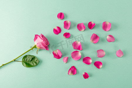 玫瑰花组合摄影照片_美丽的粉红色玫瑰花的顶视图，绿叶和蓝色花瓣，春花组合