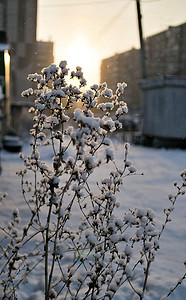 在傍晚的阳光下被雪覆盖的干燥植物
