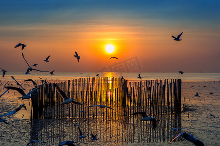 日落与鸟儿飞翔的剪影。