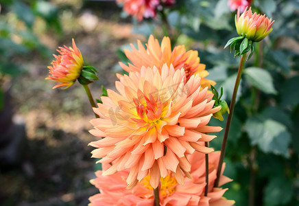 百日草 - 多层橙色花瓣花卉植物，向日葵部落雏菊科的一个属。