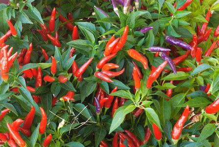 红辣椒植物