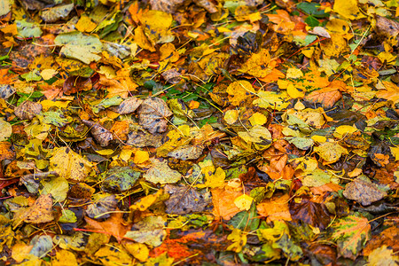 不同类型落木叶的秋季背景，有选择的焦点