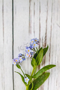 在浅白色的木质背景上有一朵蓝色的花忘记了