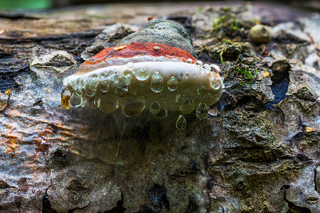 支架真菌 Ganoderma Applanatum 在 deat 树干上，帽子下有领先的水滴。
