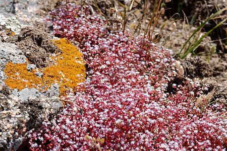 撒丁岛的红虎耳草 (Saxifraga)