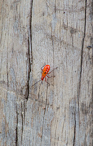 小红书抽奖海报摄影照片_木头上的木棉虫，Probergrothius nigricornis，一种常见的人脸