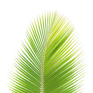孤立在白色背景上的绿色椰子叶