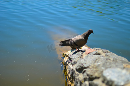 鸽子站在河边石地上，水背景模糊