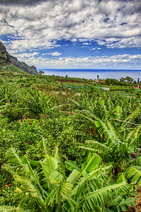 加那利岛特内里费岛西北海岸的香蕉棕榈种植园