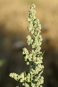 Chenopodium album，过敏原植物