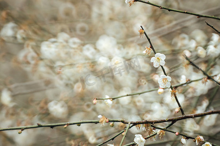 plum摄影照片_Plum Blossom Bloom 树 白色