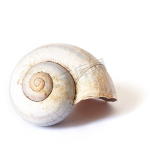 孤立的蜗牛壳