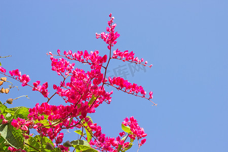 墨西哥爬行物，Antigonon leptopus 是观赏植物