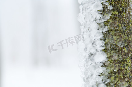 滴落雪花摄影照片_冻雨覆盖了公园森林中的树木和表面