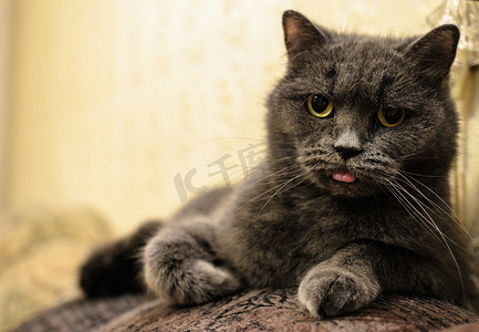 饿了的猫摄影照片_一只挑剔的猫饿了：它正在看并露出它的舌头