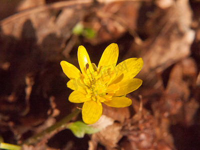 关闭黄色生长的春天美丽的花地板 - Ranunculus ficaria L. - Lesser Celandine