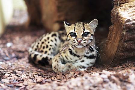 Margay，Leopardus wiedii，是一只罕见的南美猫