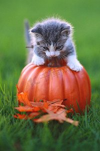 秋季动物摄影照片_秋季主题小猫形象