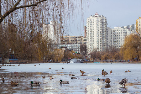 冬季城市公园，结冰的池塘，鸭群