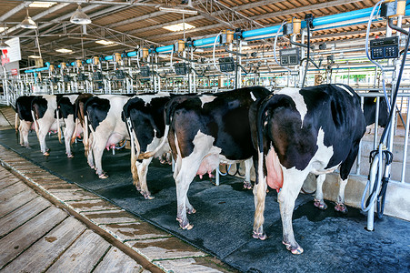 农场中的奶牛，配备现代挤奶机的奶牛挤奶设施。