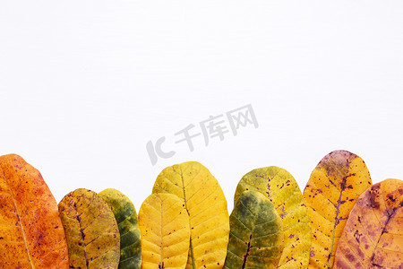 腰果绿色和黄色叶子在白色背景的。