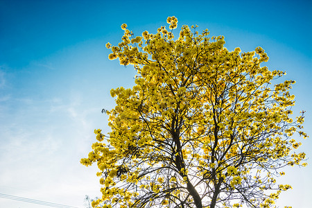 蓝色喇叭背景摄影照片_黄色的花朵在夏季在蓝天背景下绽放。