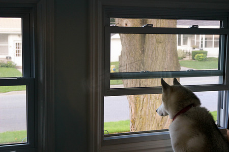 狗望着窗外，等待他的主人回家