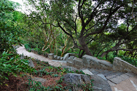 石头梯子摄影照片_在古怪的植物和树木之间的公园里，一架用石头排列的梯子