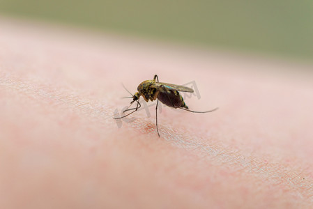 传染性的摄影照片_蚊子叮咬时在人体皮肤上的特写