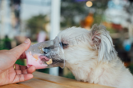 狗这么可爱吃冰淇淋喂宠物主人