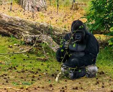 濒危动物摄影照片_西部低地大猩猩吃树枝，这是非洲极度濒危的灵长类动物