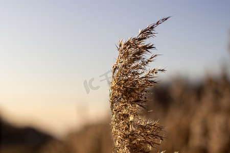 干草、芦苇、秸秆在金色夕阳下随风飘扬的选择性软焦点，