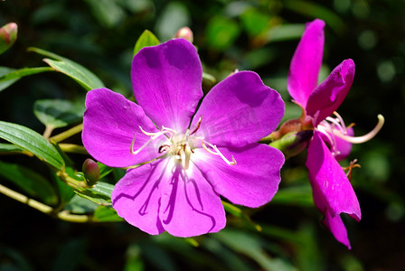 Tibouchina Urvilleana，紫色公主花