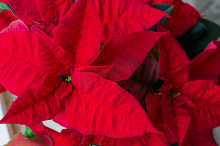 红色圣诞星花卉植物的特写宏