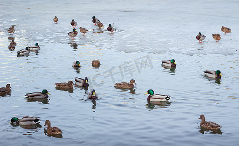 漂浮在冬天冰公园池塘的鸭子群
